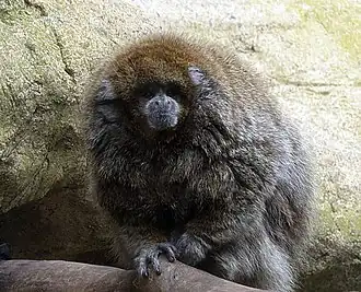 Plecturocebus donacophilus