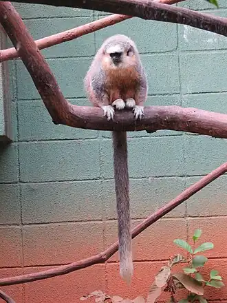 Plecturocebus vieirai