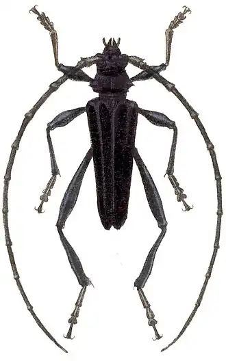 Callichroma cyanomelas