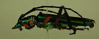 Callichroma seiunctum