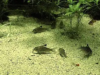 Corydoras reticulatus