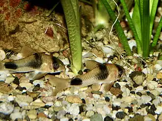 Corydoras weitzmani