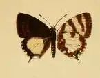 Callictita cyara