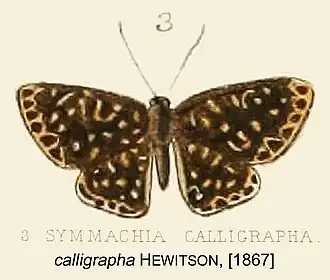 Symmachia calligrapha