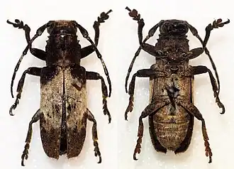 Callimetopus albatus