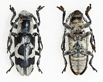 Callimetopus illecebrosus