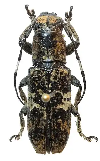 Callimetopus irroratus