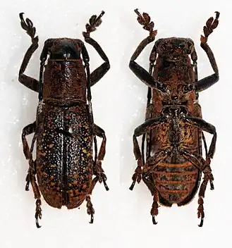 Callimetopus longicollis