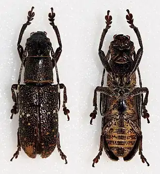 Callimetopus longior