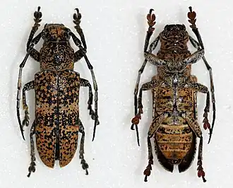 Callimetopus ornatus