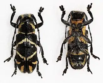 Callimetopus panayanus