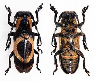 Callimetopus rhombifer