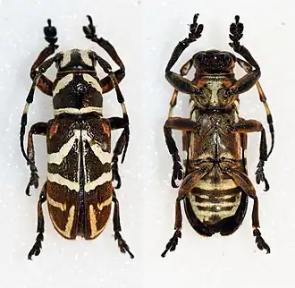 Callimetopus samarensis