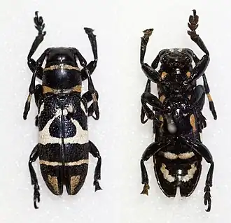 Callimetopus siargaonus