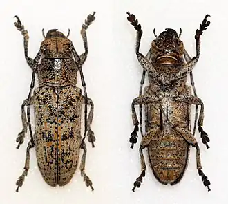 Callimetopus variolosus