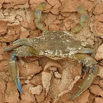 Callinectes amnicola