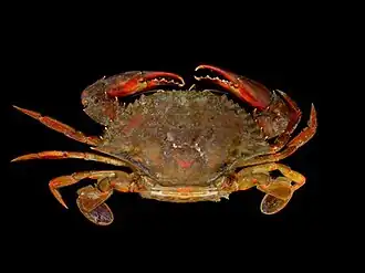 Callinectes bocourti