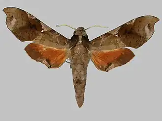 Callionima acuta