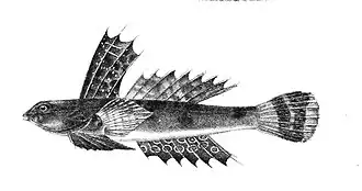 Synchiropus lineolatus