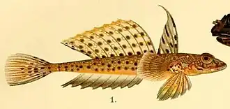 Callionymus maculatus