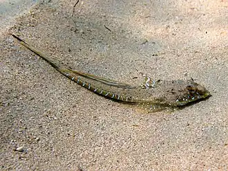 Callionymus pusillus