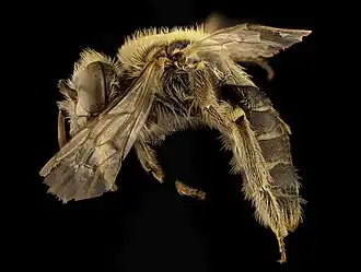 Calliopsis coloradensis