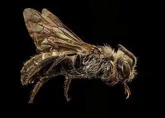 Calliopsis edwardsii