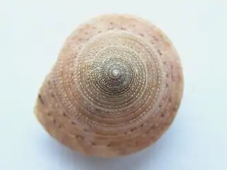 Calliostoma aequisculptum