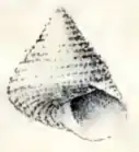 Calliostoma allporti