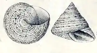 Calliostoma antonii