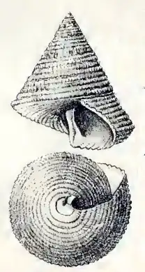 Calliostoma apicinum