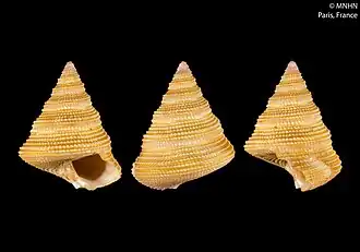 Calliostoma aprosceptum