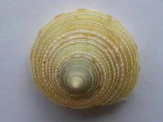 Calliostoma bairdii