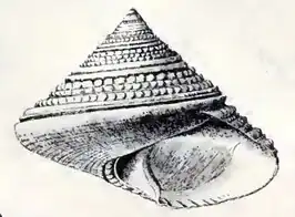 Calliostoma benedicti