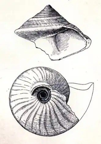 Calliostoma brunneum