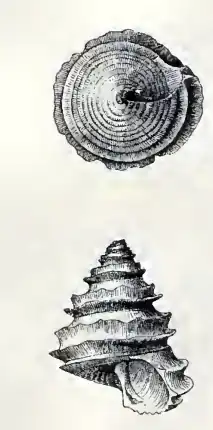 Calliostoma circumcinctum