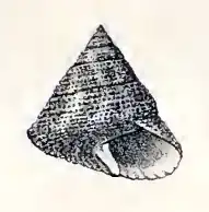 Calliostoma comptum