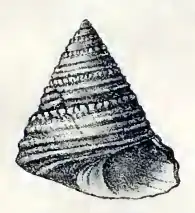 Calliostoma consimile