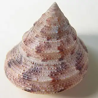 Calliostoma consors