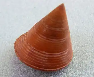 Calliostoma conulus