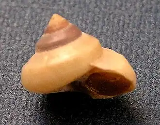 Calliostoma coppingeri