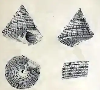 Calliostoma crassicostatum