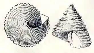 Calliostoma caribbechinatum