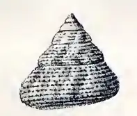 Calliostoma euglyptum