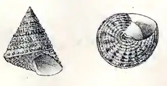 Calliostoma fragum