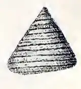 Calliostoma gemmosum