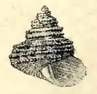 Calliostoma gemmulatum