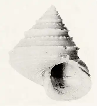 Calliostoma grimaldii