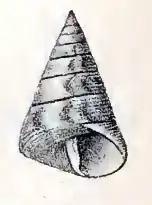 Calliostoma gualterianum