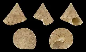 Calliostoma hernandezi